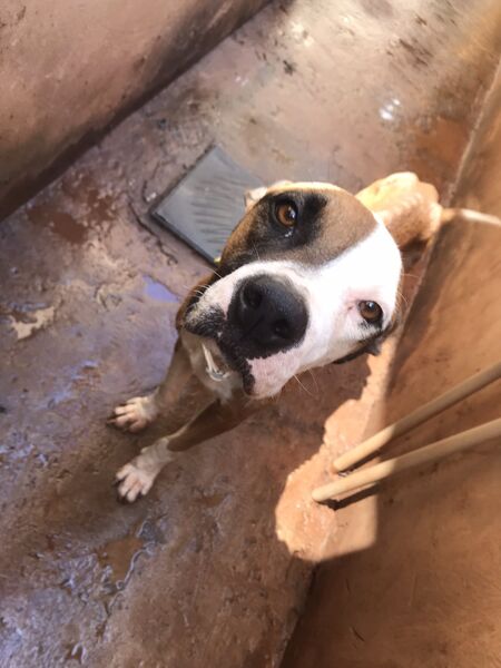 Cachorro se apegou ao carro e ganhou um dono