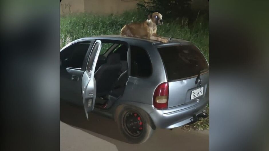 Cachorro se apegou ao carro e ganhou um dono