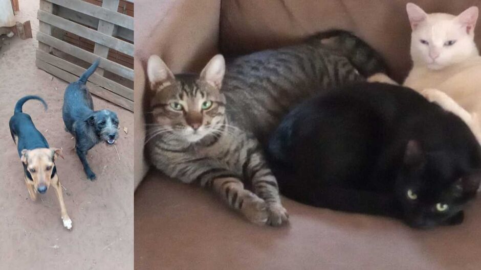 Animais resgatados por Rhaquel