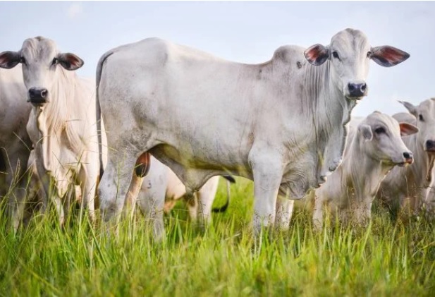 Pecuaristas organizam campanha de doação de arroba do boi para campanha de Bolsonaro