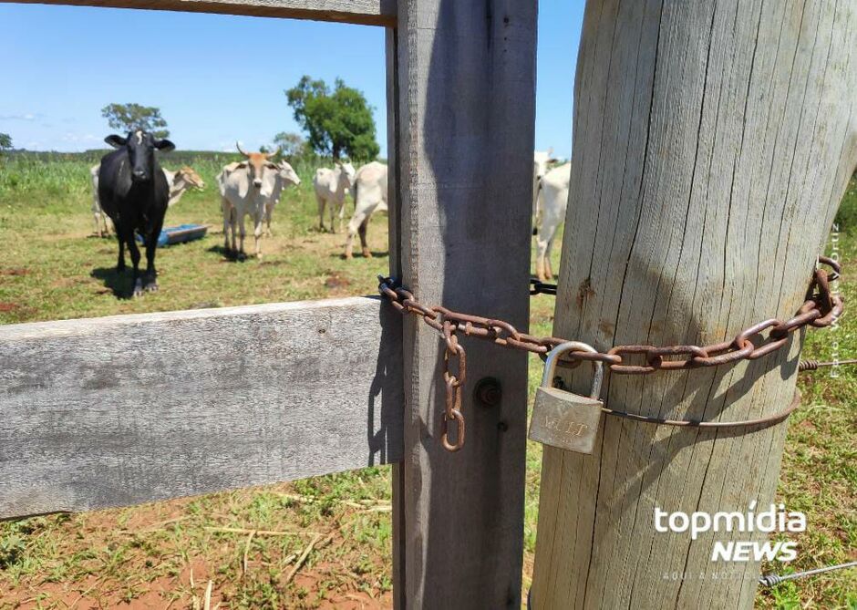 Animais foram levados de uma fazenda na região rural de Campo Grande