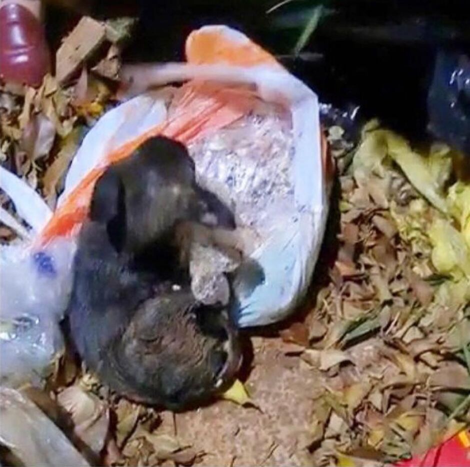 Cachorrinho estava na sacola