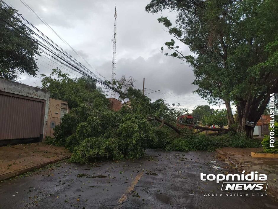 Árvore interditou a avenida