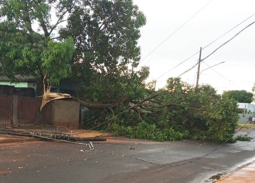 Árvore caiu após forte tempestade na cidade