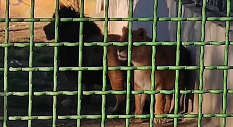 Animais foram resgatados após o ataque