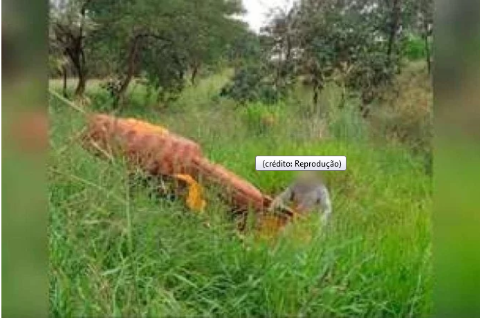 Acidente aconteceu em uma área rural