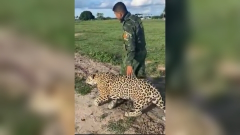 Animal &eacute; bastante d&oacute;cil e foi levado para um santu&aacute;rio