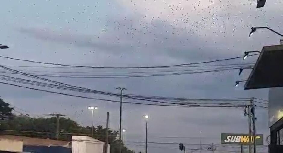 Aves sobrevoaram a região por um longo tempo