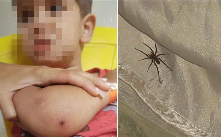 Aranha foi encontrada no berço do menino