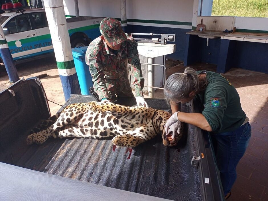 Animal foi recolhido e será encaminhado para Campo Grande