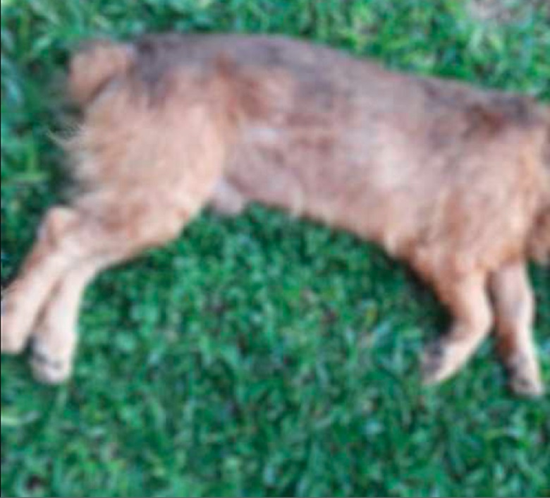 Mortes de cachorro serão apuradas pela polícia