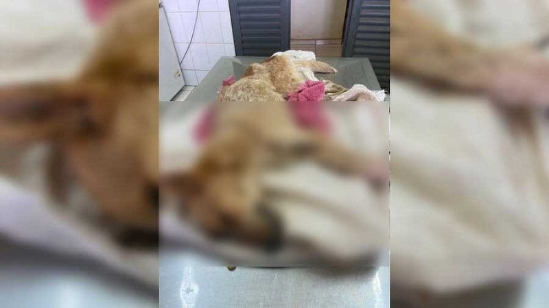 Cão não resistiu à fome e à doença