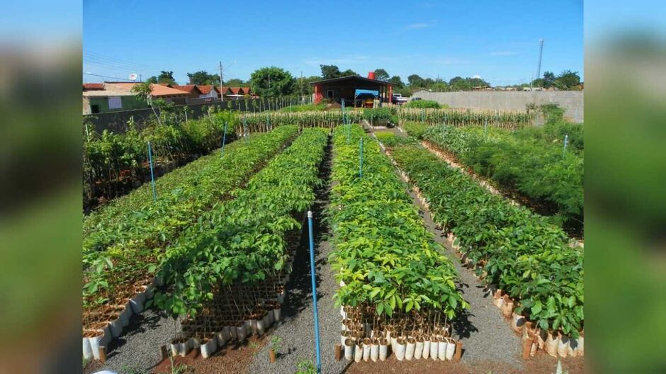 Viveiro de Campo Grande