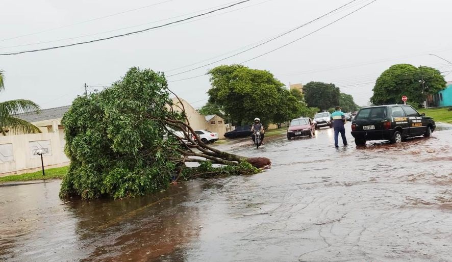 Até árvore caiu em forte chuva na região de Amambai