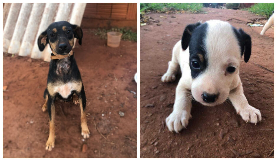 Cães precisam de um lar, você quer?