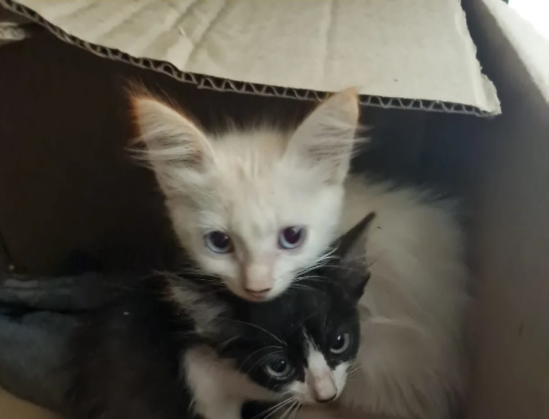 Gatinhos foram acolhidos pela polícia