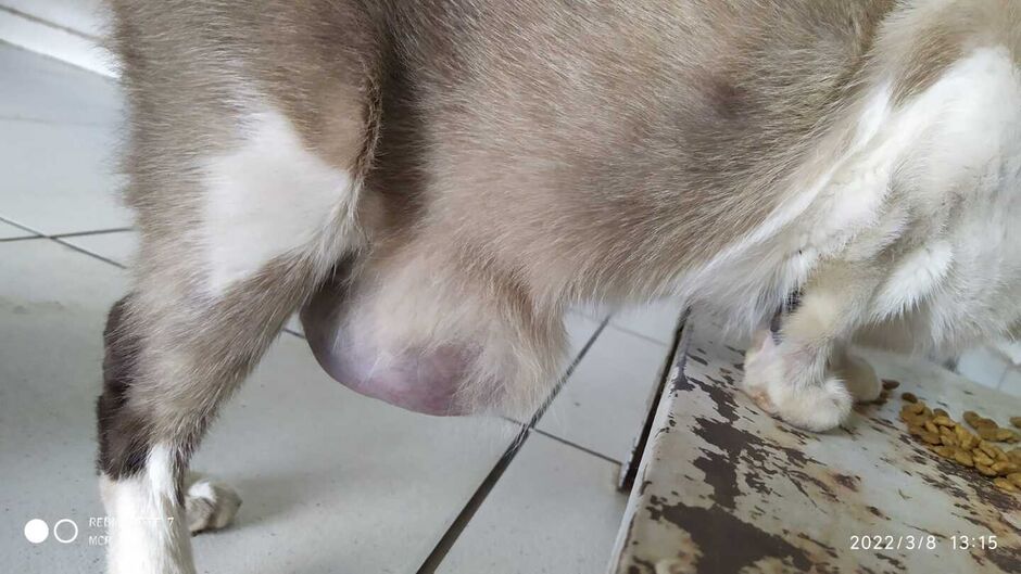 Problema se desenvolveu e secretária quer leva-lá ao veterinário para tratamento