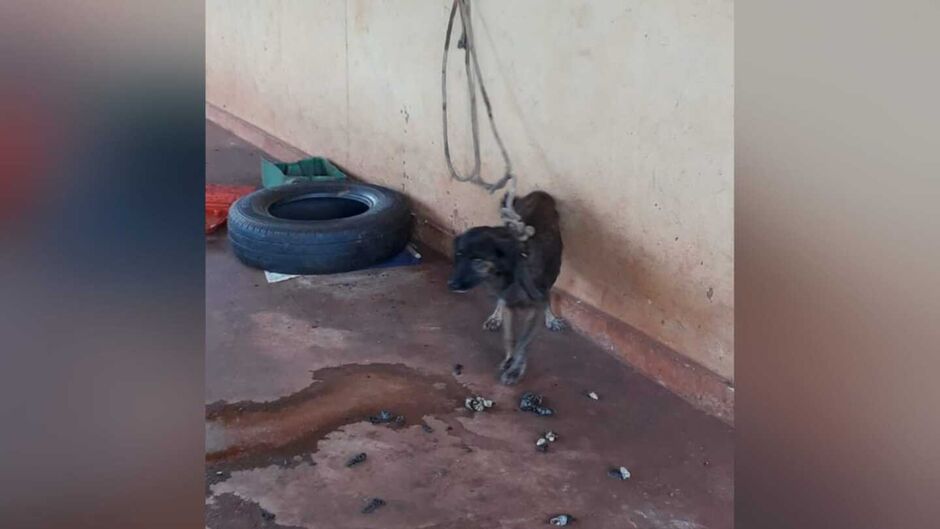 Animal foi encontrado amarrado com um tumor bem grande