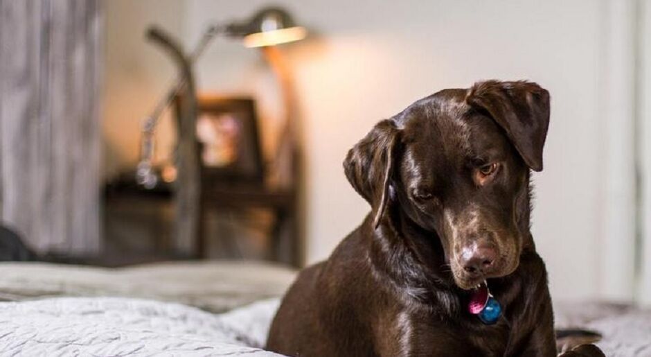 Animal passou mal depois de ter comido chocolates e ingerido álcool durante despedida de solteira da mulher