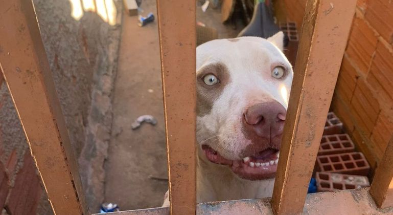 Animal atacou as três irmãs que ficaram feridas