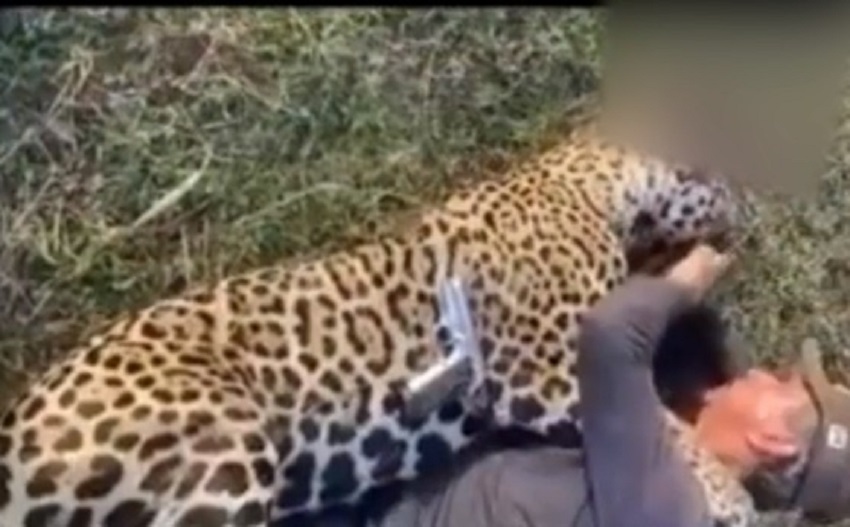 Onça foi morta e agressor ainda fez deboche 