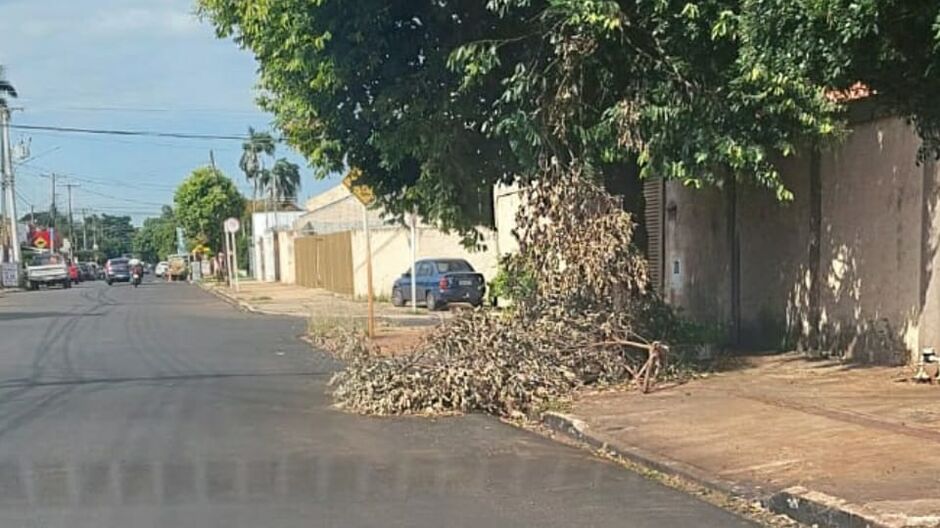 Galhos foram deixados nas calçadas das residências
