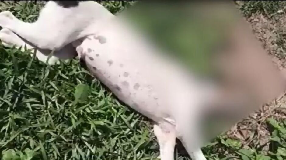 Cachorro não resistiu e morreu