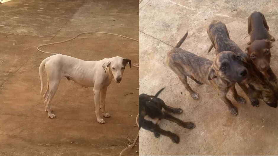 Cachorra e filhotes est&atilde;o sem o que comer por falta de palavra de dono