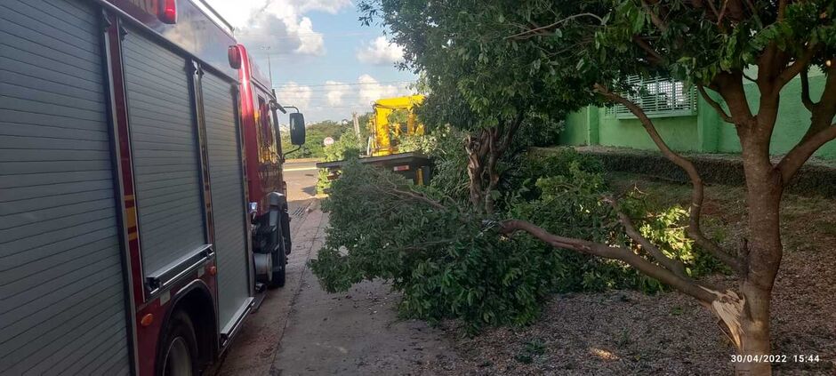 Caminhão acabou derrubando uma árvore