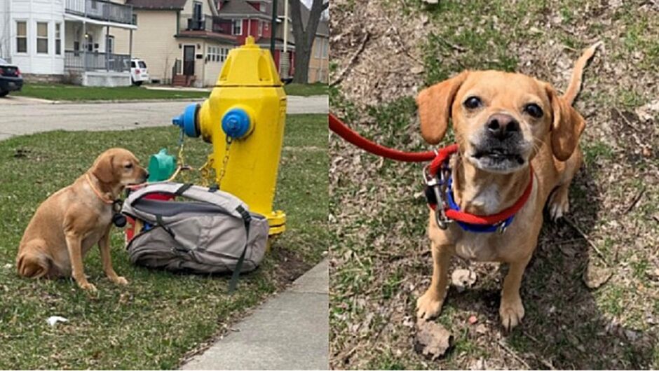 Animal foi deixado amarrado em um hidrante, com uma mochila ao lado e um bilhete