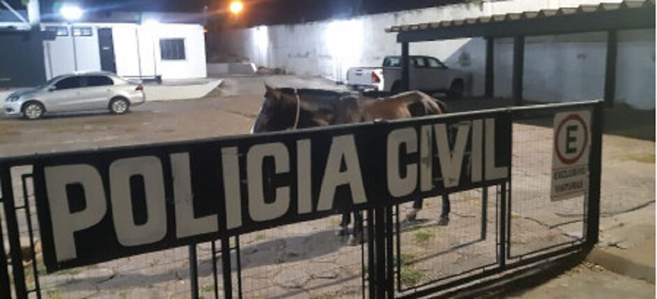 Cavalo foi encontrado pastando em um terreno baldio