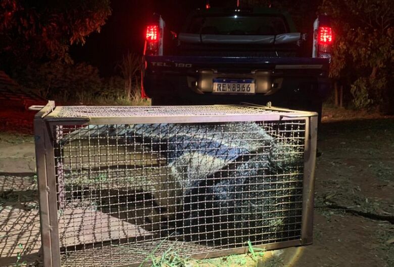Moradora viu o animal e acionou equipe da PMA
