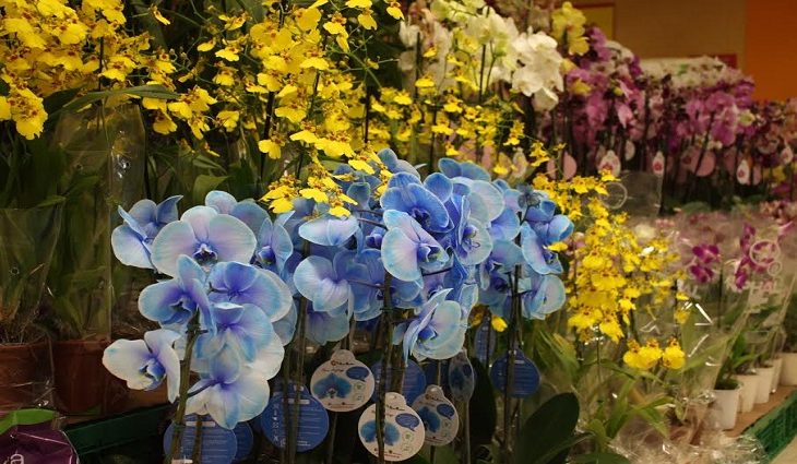Flores tem variação de preço de até 257% em Campo Grande