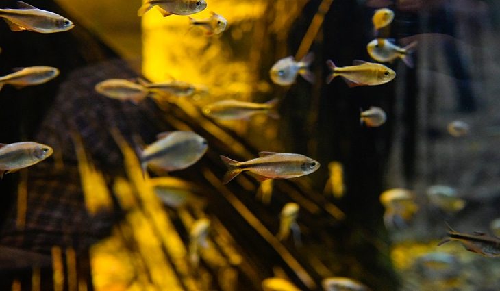 Tetra de cauda vermelha veio do rio Correntes e será objeto de estudo de especialistas
