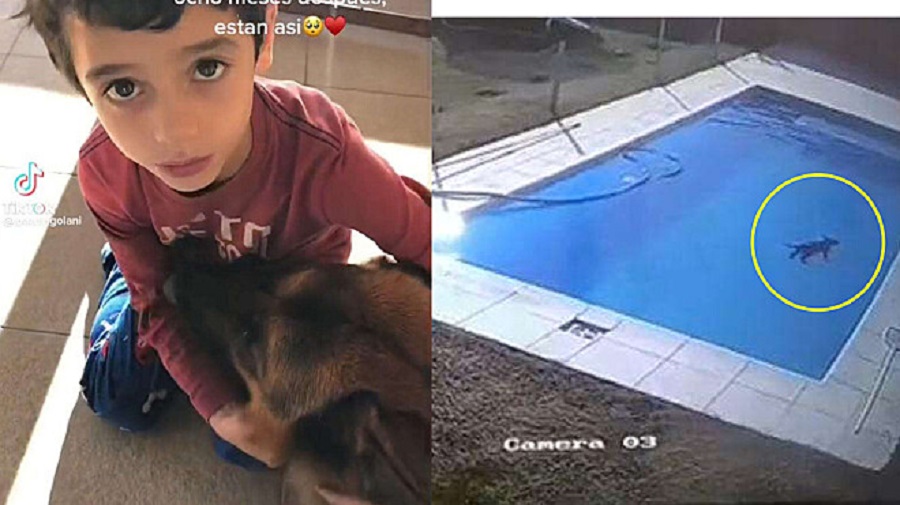 Cão foi resgatado e menino virou herói