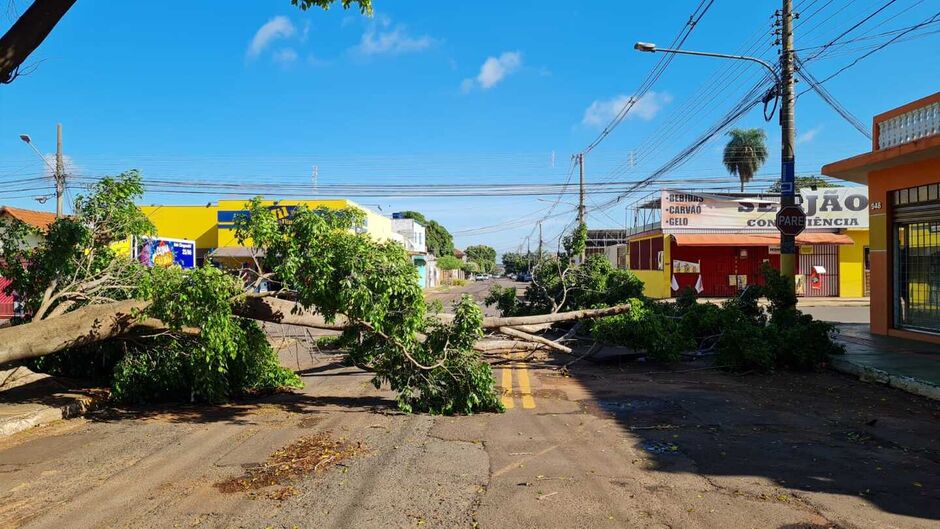 Árvore caiu em Campo Grande