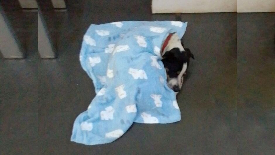 Cão está em supermercado à espera do dono