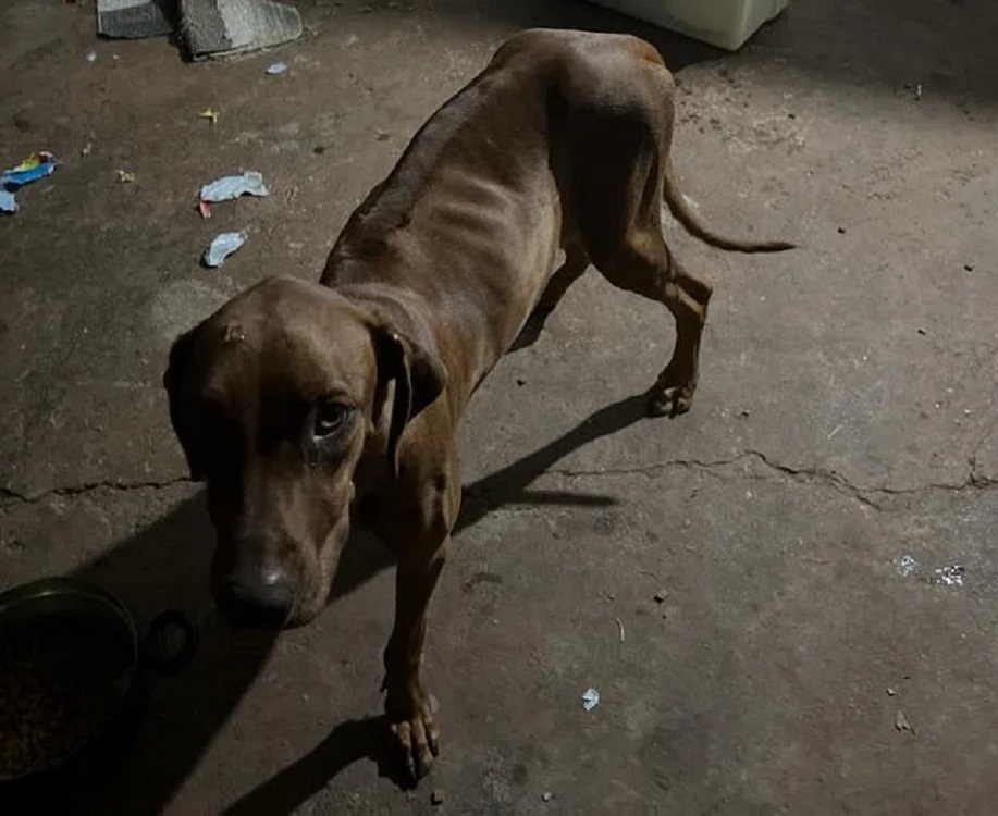 Cães definhavam de fome e doenças 