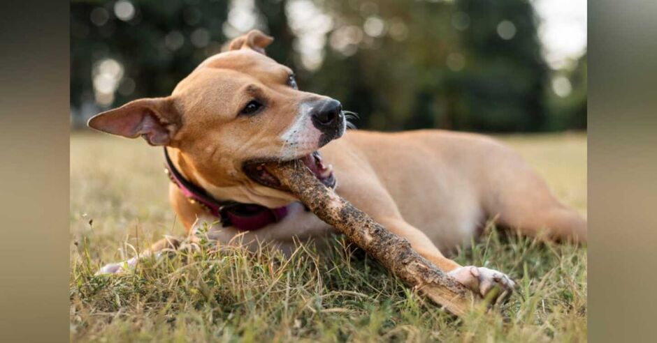 Projeto trabalha com adoção e doação de cães e gatos