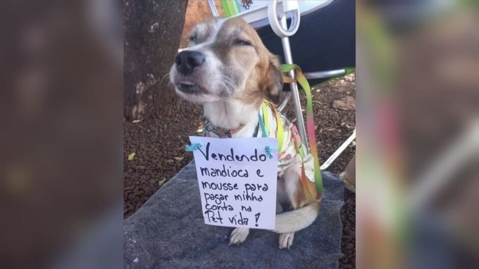 Cachorrinha vende mousse no Aero Rancho por uma boa causa