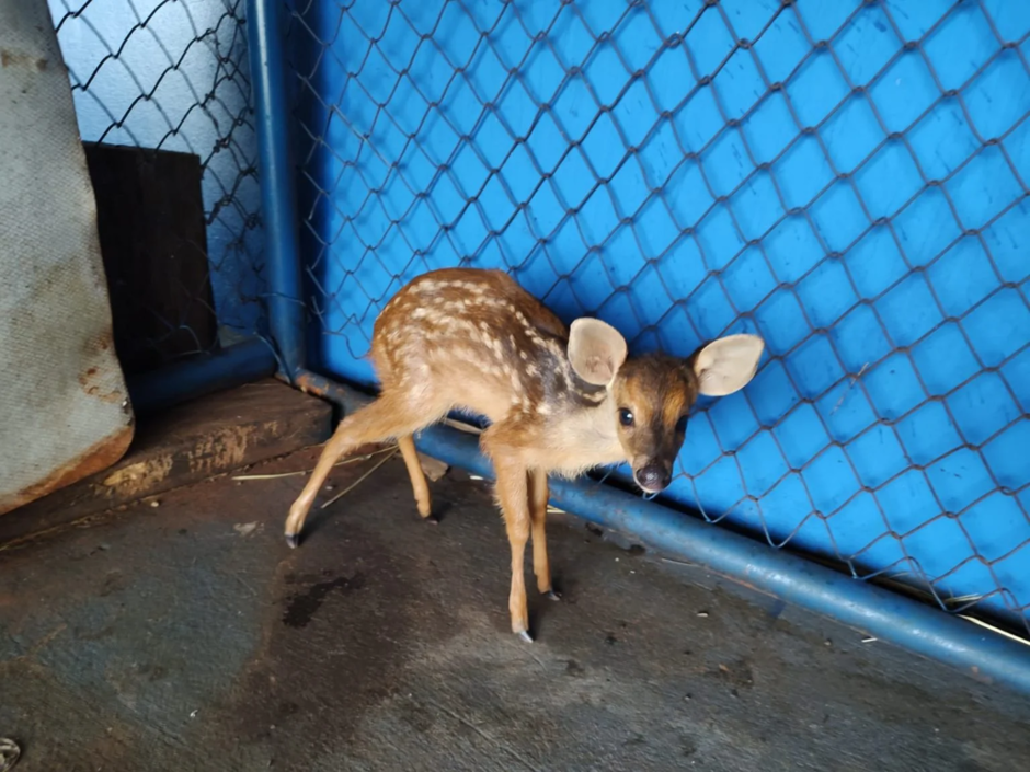 Animal foi recolhido pela PMA