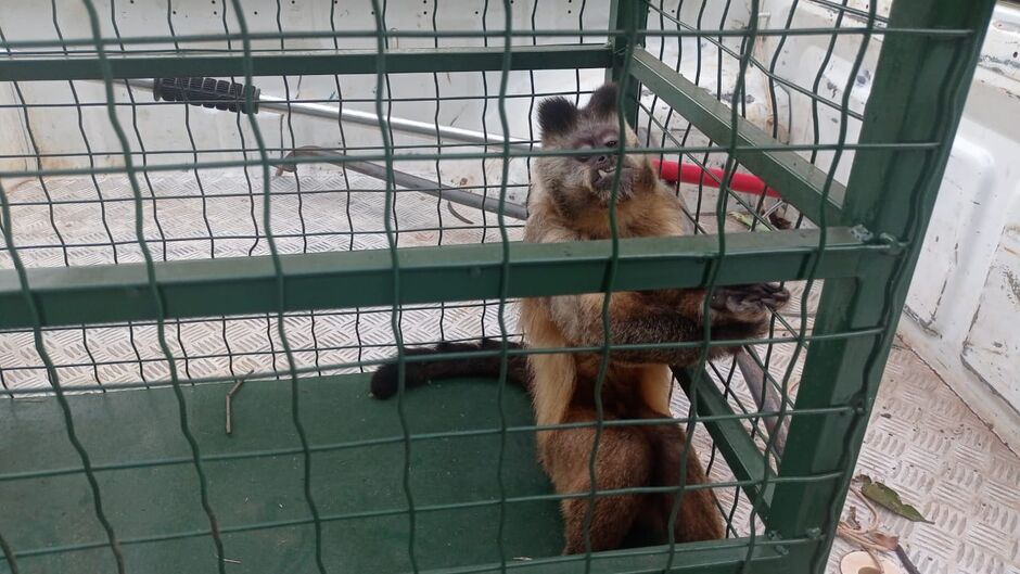 Macaco foi resgatado pelos militares