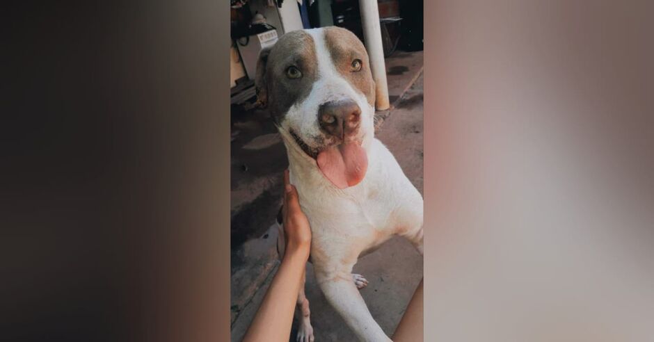 Thor é um cachorro bastante brincalhão