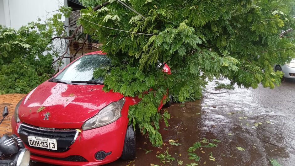 Árvore caiu em carro após a chuva