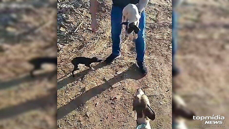 Animais serão disponibilizados para adoção