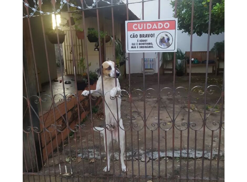 Donos de cães bravos em Campo Grande deverão colocar placa de aviso