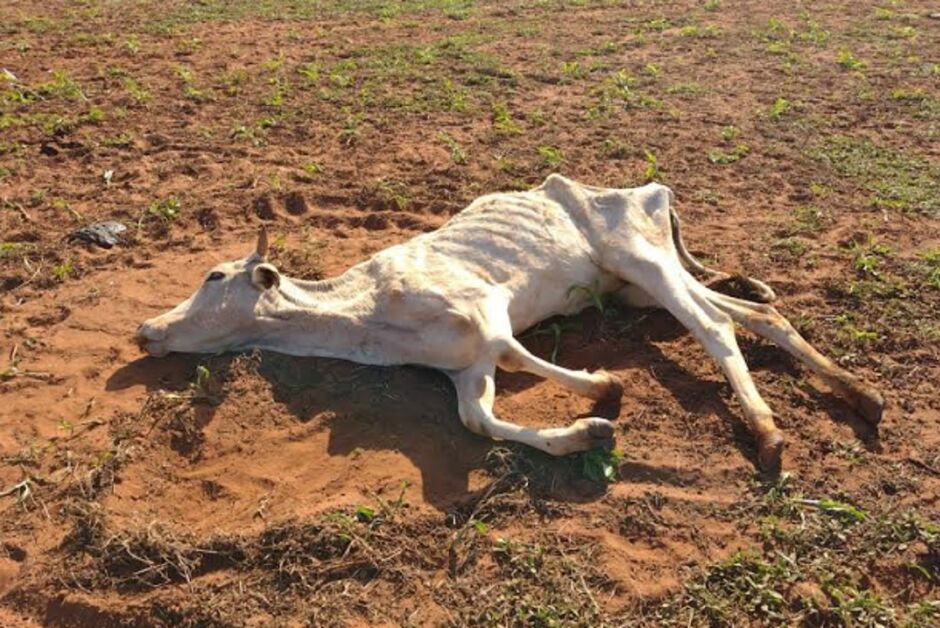 Animais estavam desnutridos e outros mortos