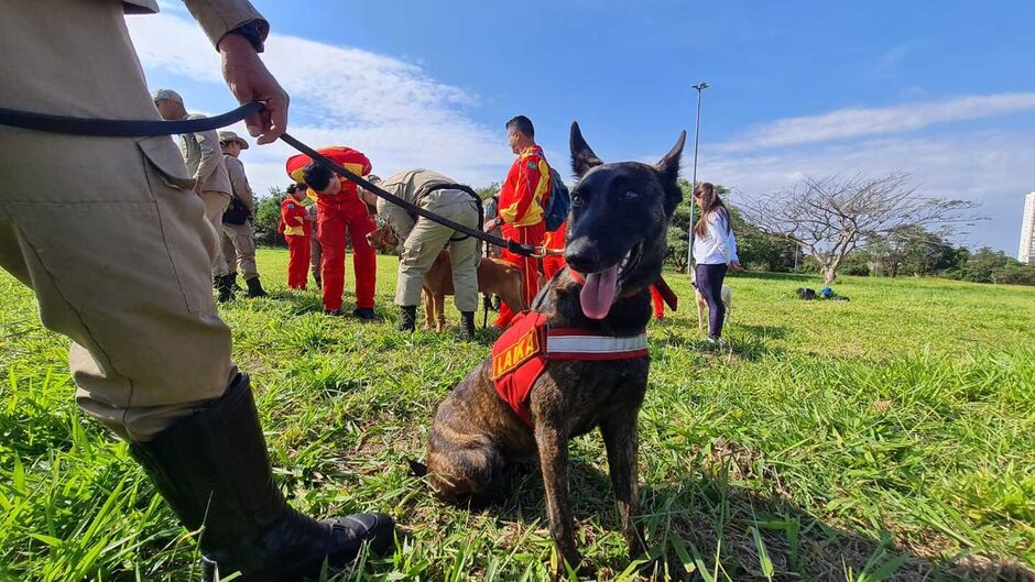 Cães passam por treinamento de resgate em Campo Grande