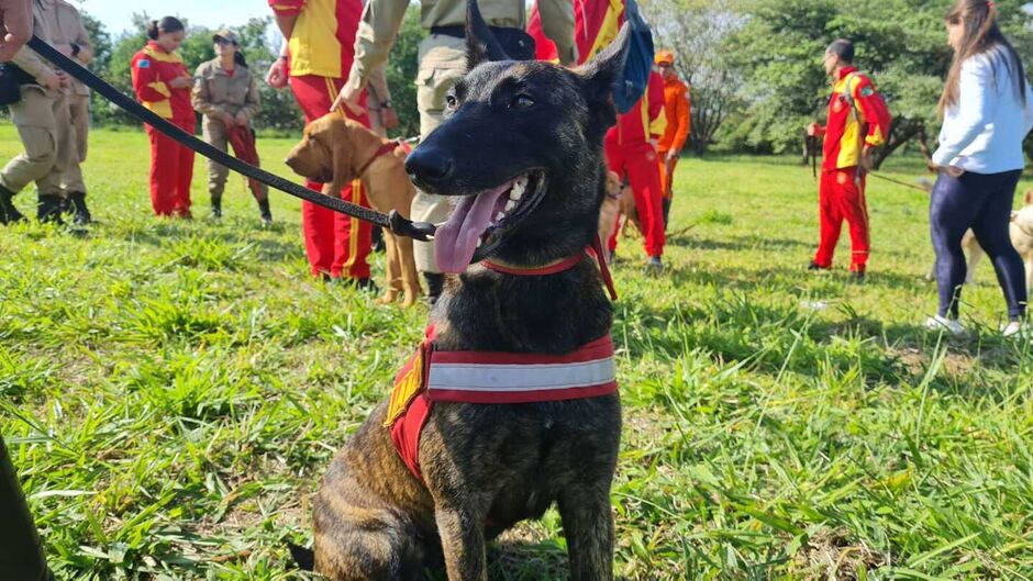 Cães passam por treinamento de resgate em Campo Grande