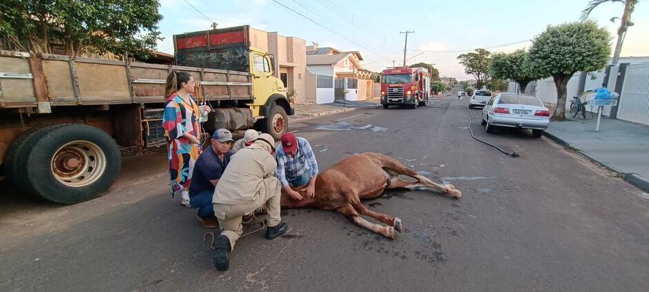 Animal foi socorrido por equipes do Corpo de Bombeiros